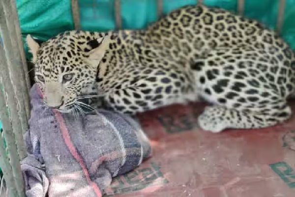 रक्षा मंत्रालय के गिरौला कैंप में तेंदुए की दहशत, चार शावकों को दिया जन्म, वन विभाग ने जारी की गाइडलाइन