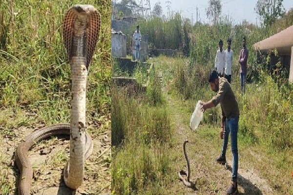 महाशिवरात्रि पर्व के दिन सीएसईबी कॉलोनी के पथर्रीपारा में निकला विशालकाय 5 फीट का नाग