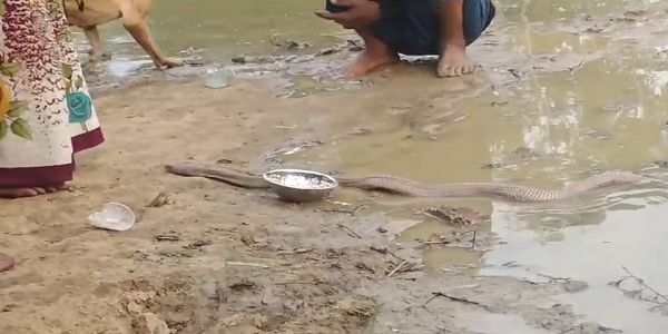 चर्चा का विषय बना नाग का जोड़ा, दर्शन करने उमड़ रही भीड़...