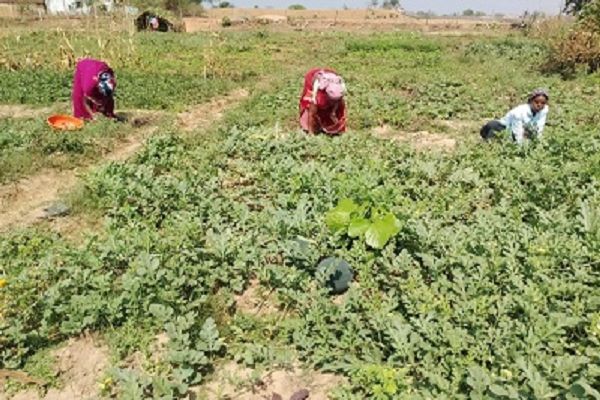 जैविक खेती की ओर कदम बढ़ा कर जिले के किसान अब खेती-किसानी में क्रांति ला रहे है