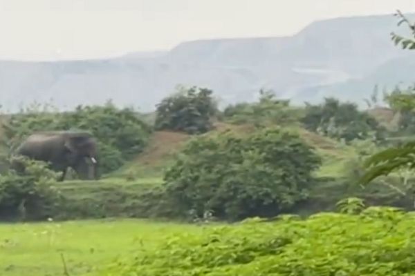 कुसमुंडा खदान के पास पहुंचा हाथी, वन विभाग अलर्ट