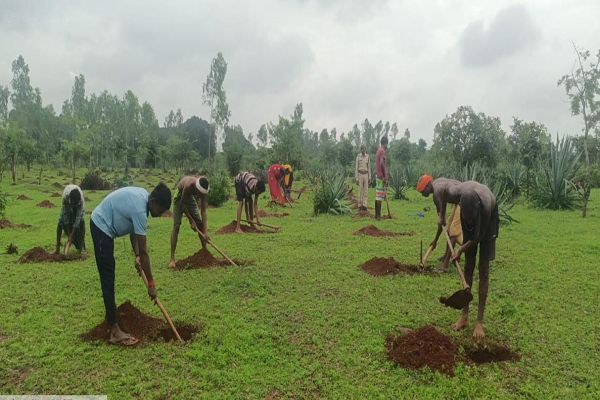 रोजगार को बढ़ावा देने बस्तर वनमण्डल में किया जा रहा शीशल रोपण