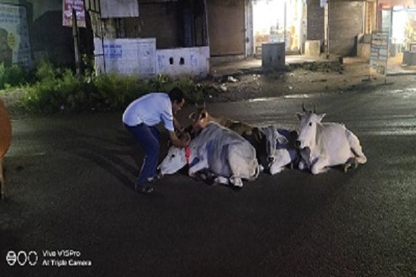  सड़कों पर अब कम दिखाई देते हैं जानवर