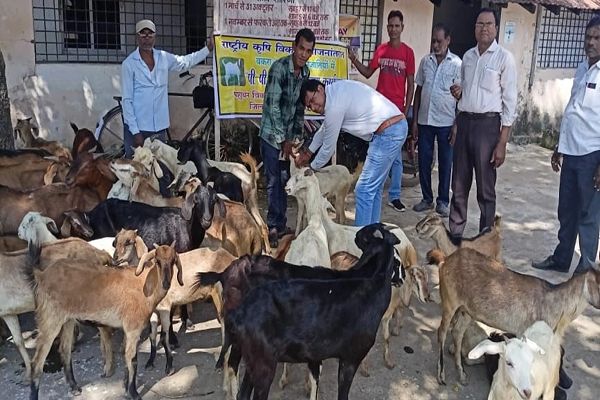 सर्दी, खांसी व जुकाम से पीड़ित भेड़-बकरियों में से 80 प्रतिशत तक की नहीं बचती जान, अब टीका बचाएगा