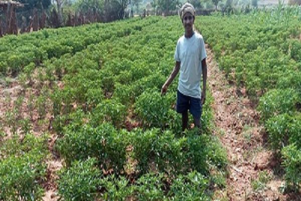 मिर्च की खेती से किसान सायो को मिला रोजगार का बेहतर अवसर