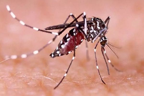 9 हजार 314 मरीजों की टेस्ट में 17 प्रतिशत डेंगू पॉजिटिव मिले