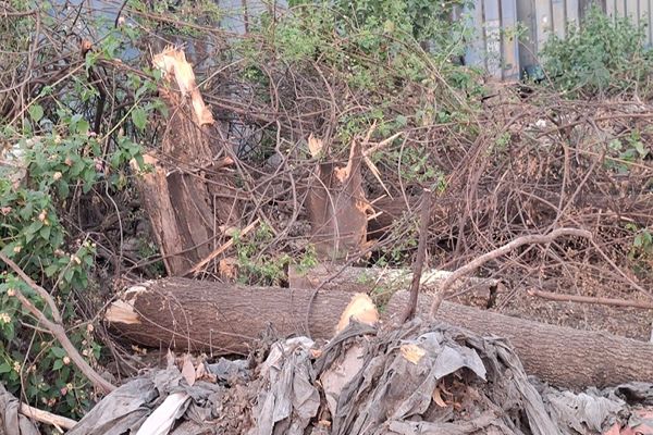 शिफ्टिंग के नाम रेलवे ने हरियाली पर चलाई कुल्हाड़ी