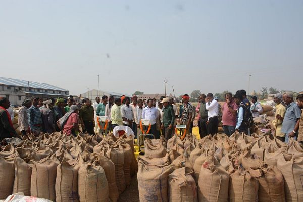 धान उपार्जन में अब तक 137689 किसानों ने 736753 मीट्रिक टन धान बेचा