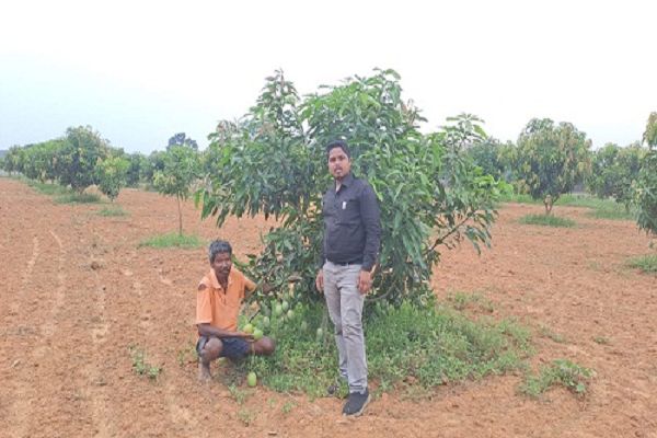 किसान लिबनुस आम की कर रहे अच्छी खेती