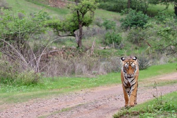 भोरमदेव अभ्यारण्य बनेगा टाइगर रिजर्व: बृजमोहन की मांग पर केंद्रीय वन मंत्री ने दिए निर्देश
