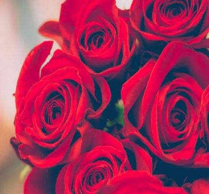 वैलेंटाइन डे पर खिला प्यार, गुलाब के दामों में आया जबरदस्त उछाल