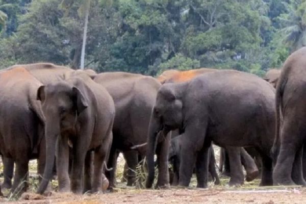 कोरबा और सक्ती जिले में हाथियों का उत्पात