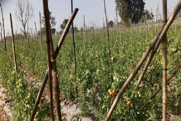 राष्ट्रीय बागवानी मिशन योजना से जिले के किसानों को किया जा रहा लाभान्वित Posted On:- 2025-04-14