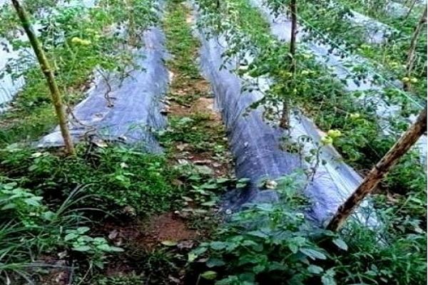 ग्राफटेड टमाटर और मिर्च की खेती से तोपचंद भण्डारी को मिल रहा अच्छा मुनाफा