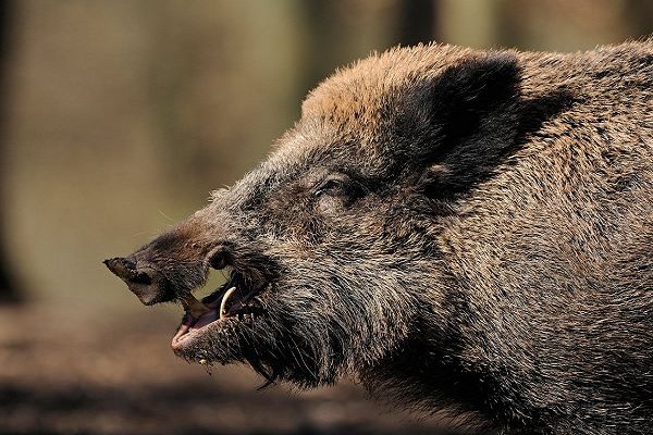  जंगली सूअर के हमले में ग्रामीण की मौत...