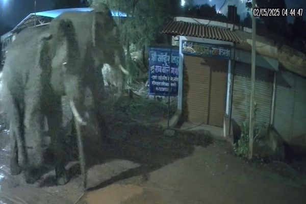 हाथियों का आतंक: दो जिलों में हमले, 2 की मौत, सीसीटीवी में कैद हुई दहशत