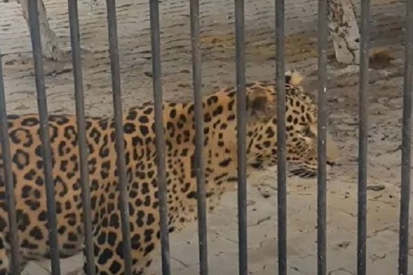 नहीं रहा नंदनवन का 'नरसिंह', बीमार तेंदुए ने ली अंतिम सांस