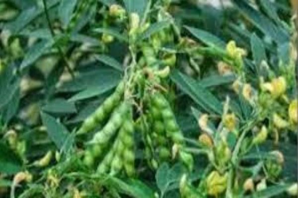 चने के नाम पर 'खेला', 100 की जगह सिर्फ 5.73 हेक्टेयर में ही हुई बुआई, सच्चाई का ऐसे चला पता