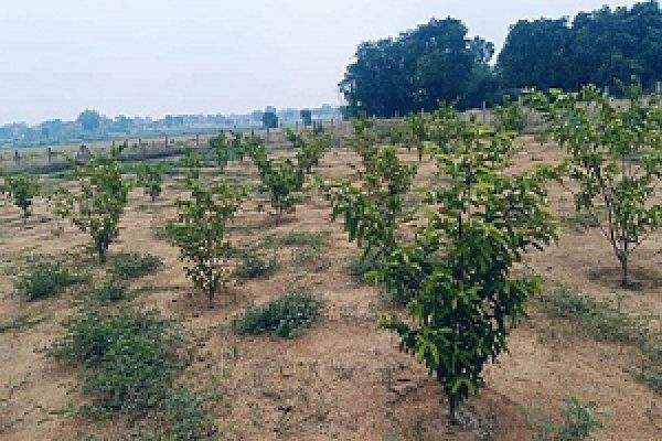 बंजर से बनी बगिया