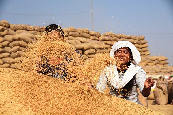 केंद्र का बड़ा निर्णय: धान खरीदी का अनुमान 70 से बढ़ाकर 78 लाख मीट्रिक टन