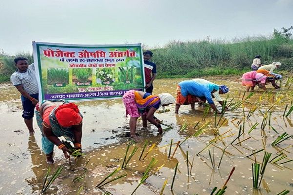 महिलाओं की आय बढ़ाने जिले में औषधीय एवं सुगंधित पौधों की खेती की शुरुआत