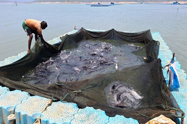  छत्तीसगढ़ में फिशरीज के नये युग की शुरूआत 