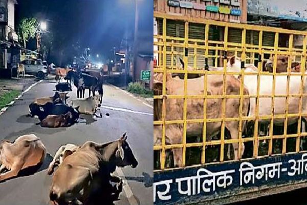 सड़कों पर मवेशियों का आतंक.... नगर निगम का बड़ा एक्शन, मालिकों पर होगी कड़ी कार्रवाई