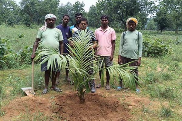 पॉम की खेती से किसानों को मिलेगा आय का स्थायी जरिया, प्रति हेक्टेयर प्रति वर्ष ढाई से 3 लाख रूपए की आमदनी