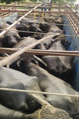  थाना जरहागांव क्षेत्र में गौवंशो के तस्करी करते हुये 04 आरोपियों को किया गया गिरफ्तार