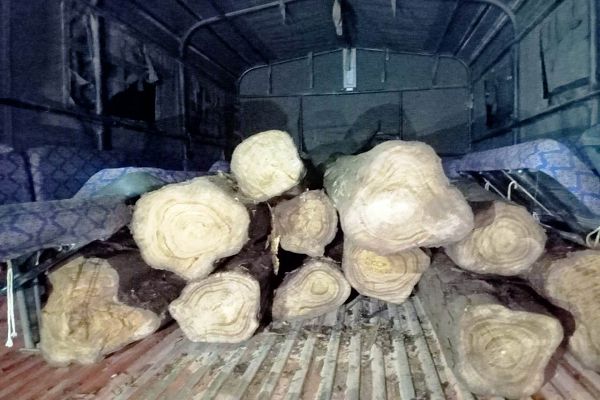 केशकाल वनमंडल के जंगल से अवैध परिवहन करते सागौन की लकड़ी जब्त