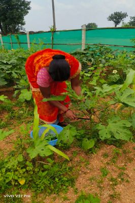 किचन गार्डन की अनोखी पहल : बेलडेगी स्कूल के बच्चे अपनी उगाई सब्जियां खा रहे हैं मिड-डे मील में