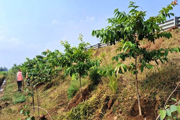 छत्तीसगढ़ के राष्ट्रीय राजमार्ग बन रहे ग्रीन कॉरिडोर : एनएचएआई ने इस साल लगाए 2.71 लाख पौधे