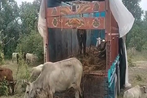 कोरबा में गौ तस्करी का बड़ा खुलासा: ट्रक में ठूँसी गई दर्जनों गायें, चालक फरार