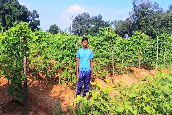  बरबट्टी की खेती से आत्मनिर्भरता की ओर बढ़ रहे केराबहार के किसान श्री खुलेश्वर पैंकरा