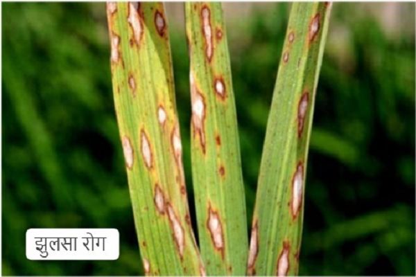  धान की फसलों में रोग व कीट प्रकोप से बचाव के लिए कृषि विशेषज्ञों ने दी सलाह