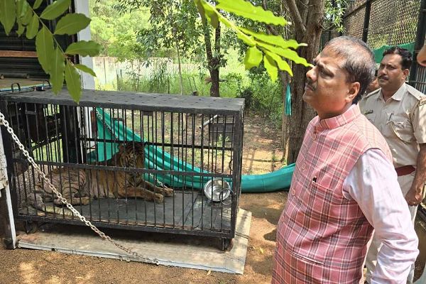 बाघिन &lsquo;बिजली&rsquo; का होगा जामनगर में इलाज