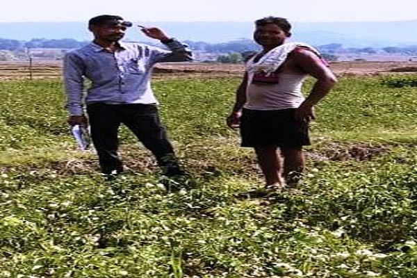 टमाटर की खेती मालामाल हो रहे हैं किसान