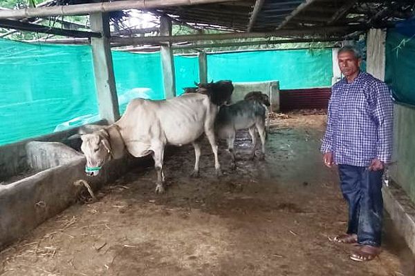 पशु शेड गौ पालक रामफल के लिए बना आमदनी का जरिया
