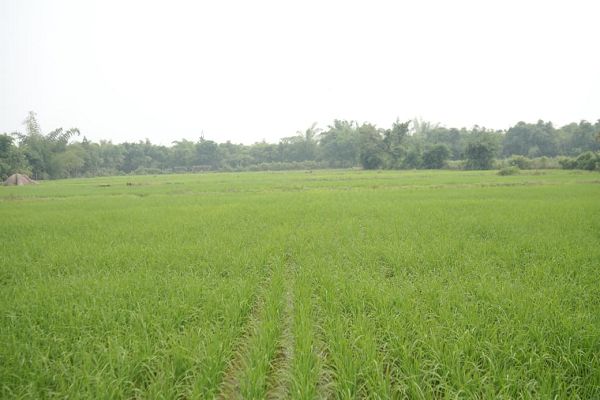 विशेष लेख : छत्तीसगढ़ रजत महोत्सव : 25 वर्षों की गौरवशाली कृषि यात्रा&rsquo;