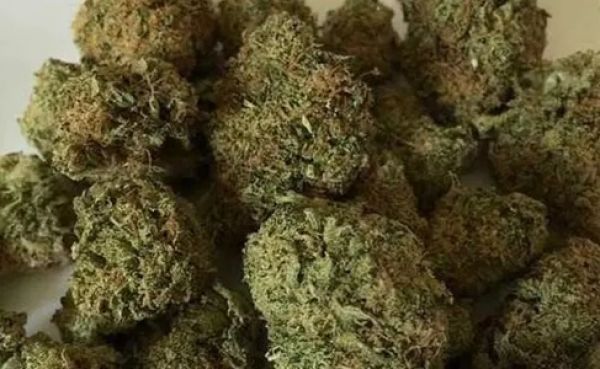 साड़ी की आड़ में गांजा तस्करी, दो महिला समेत पांच गिरफ्तार