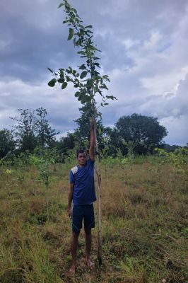 चन्दन की खेती से समृद्धि की ओर बीजापुर का युवा किसान गुलशन
