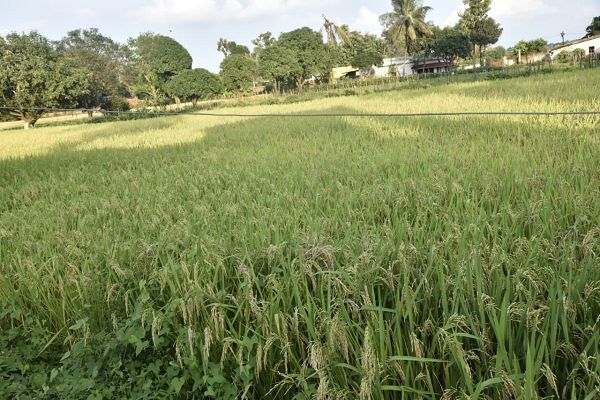  बस्तर में कृषि क्रांति : 25 वर्षों में फसल क्षेत्र दोगुना, बीज वितरण में 10 गुना वृद्धि