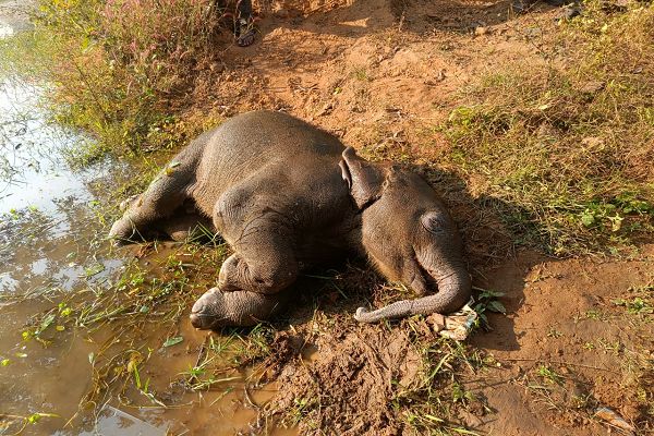 तालाब में डूबने से शावक हाथी की मौत वन विभाग सतर्क, जांच जारी