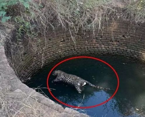 मृत नर तेंदुए के पंजे काटने के मामले में चार आरोपी गिरफ्तार