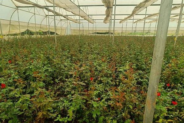 छत्तीसगढ़ में पुष्प खेती से बदल रही किसानों की तकदीर