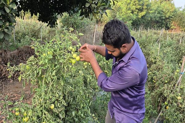 ग्राफ्टेड टमाटर की खेती से युवराज साहू को हो रहा दोगुना फायदा  