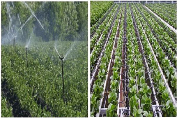 प्रधानमंत्री कृषि सिंचाई योजना : स्प्रिंकलर एवं ड्रिप सिंचाई से किसानों को बहुआयामी लाभ