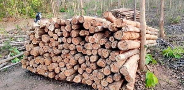 छत्तीसगढ़ राज्य वन विकास निगम द्वारा माओवाद प्रभावित क्षेत्रों में वानिकी कार्यों से राजस्व वृद्धि : वनांचल नविासी स्थानीय रोजगार सृजन    