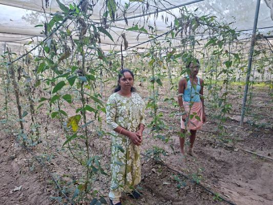 आधुनिक तकनीक से बढ़ा सब्जी का उत्पादन    