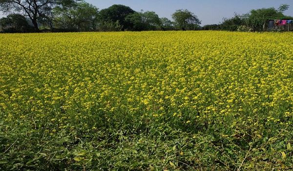 सरसों की खेती से आत्मनिर्भर बनीं बजरहीन बाई गोंड़